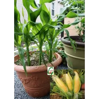 Corn Hybrid Plant